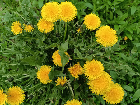 Field of yellow dandelionsの写真素材