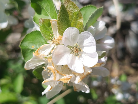 Withering flowers on an apple treeの写真素材