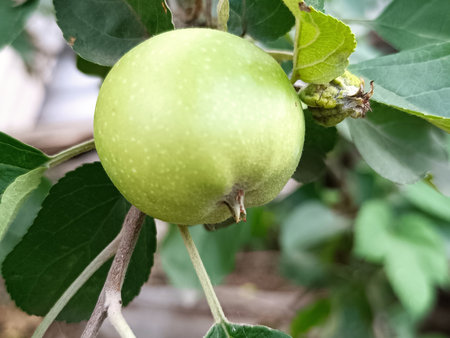 A green apple hangs on a branchの写真素材
