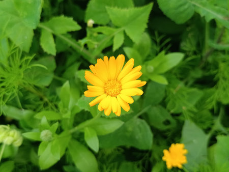 Bright yellow flowers Calendulaの写真素材