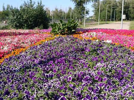 Beautiful flower bed with colorful flowers. Park in Kostanay cityの写真素材