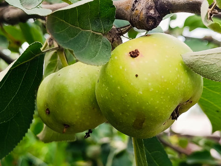 Green apples hang on an apple tree branchの写真素材
