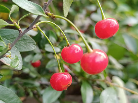 Cherries on branches. Ripe red cherries.の写真素材