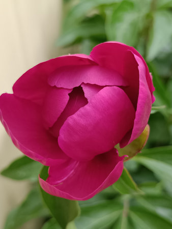 The peony bud has blossomed. A beautiful flower.の写真素材