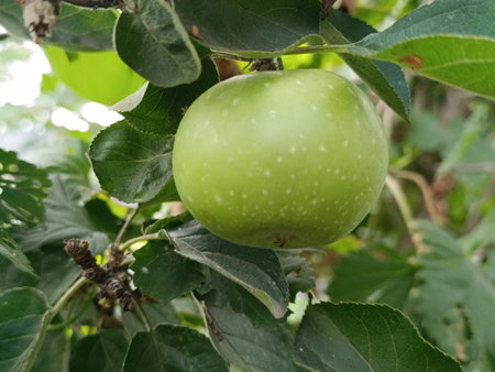 A green apple hangs on a branchの写真素材