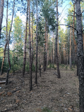 Pine forest. A path in a pine forest.の写真素材