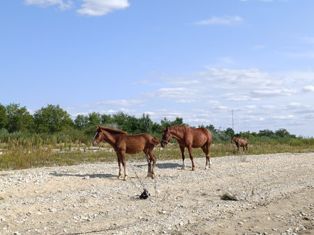 Three brown horses are grazing, trees and blue sky are visibleの写真素材