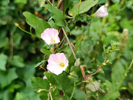A climbing plant with flowersの写真素材