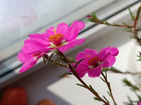 Pink flowers for windowsills. A houseplant with bright blooms.の写真素材