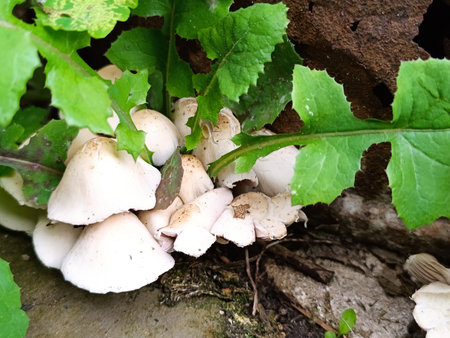 White mushrooms grow in the grass.の写真素材