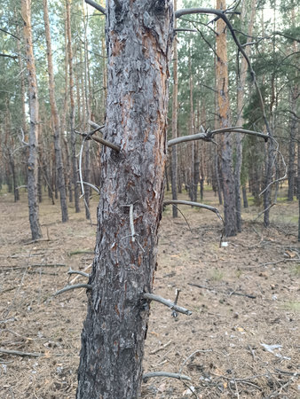 A dry tree in the forest. The coniferous forest is dry.の写真素材