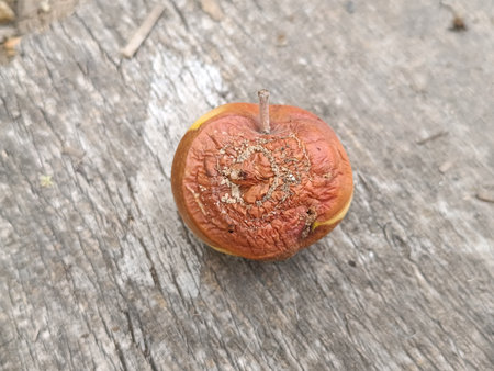A rotten apple fell to the groundの写真素材