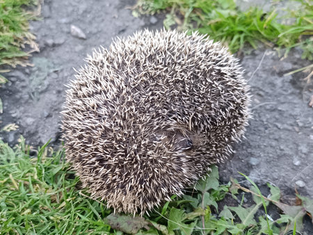 The hedgehog curled up into a ball. A prickly hedgehog.の写真素材