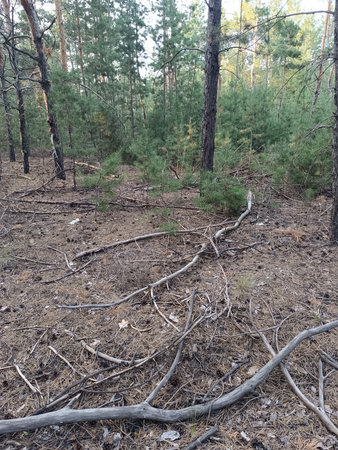 Broken tree branches lie on the ground in a forest surrounded by coniferous trees.の写真素材