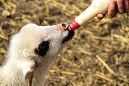 Lamb drinking Milk From a Bottleの写真素材