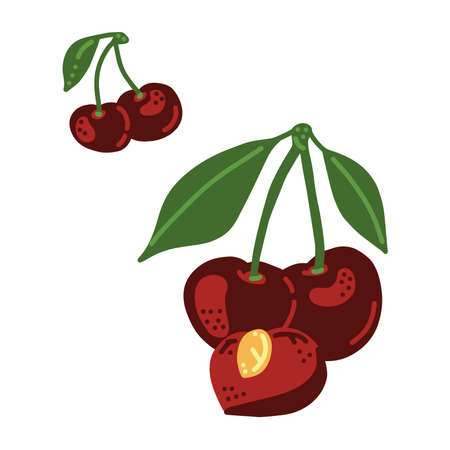 Cherry. Whole, half, leafs and icon. Good for posters, package, t-shirts, postcards, shopping bags....