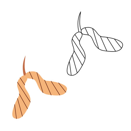 Small set with abstract maple seeds. Black and white and color clipart vector illustration.のイラスト素材