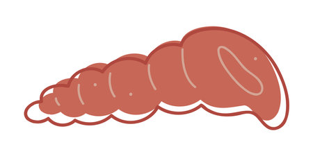 Seashell color. Doodle clip art for your projects.のイラスト素材