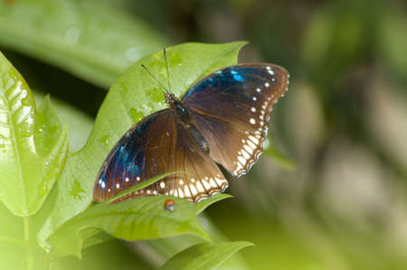 butterflyの写真素材