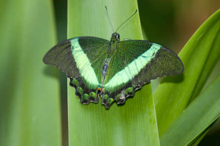 butterflyの写真素材