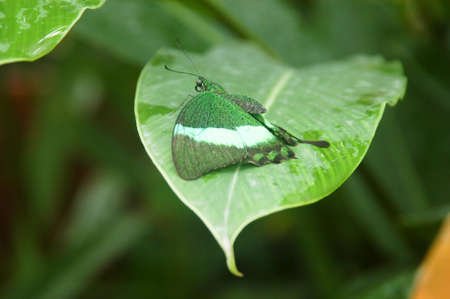 butterflyの写真素材