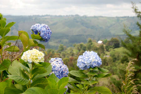 flowerの写真素材