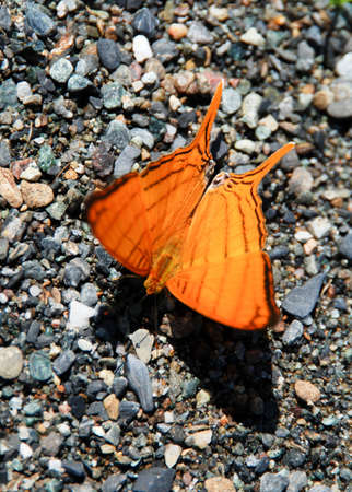 butterflyの写真素材