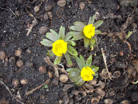 flowerの写真素材