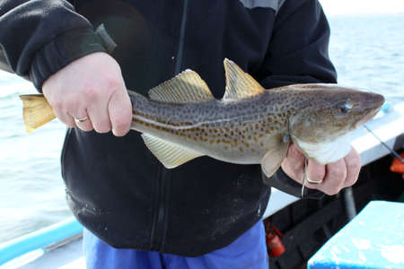 fishの写真素材