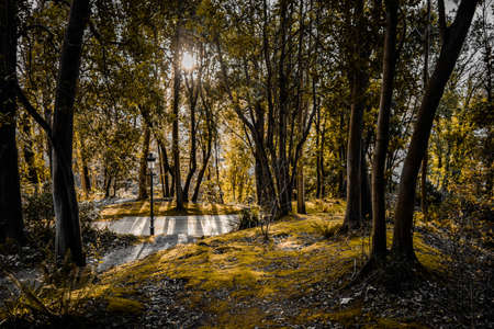 Forestの写真素材