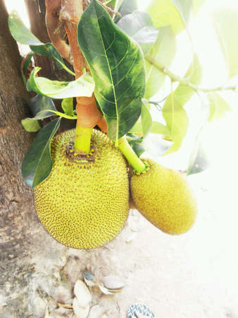 Jack fruit