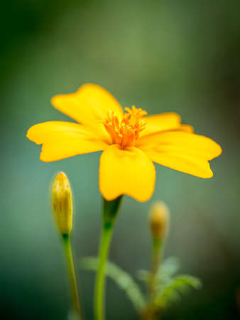 Beautiful yellow and orange Marigold flower and budの写真素材