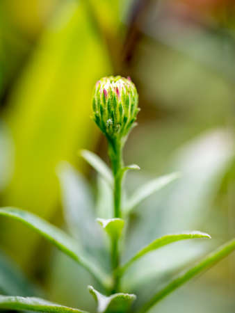 New England Aster (Symphyotrichum Novae-Angliae / Aster novae-angliae) flower before blossoming.の写真素材