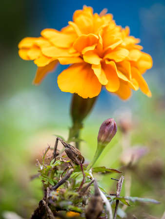 Consecutive stages of blossoming of an orange Marigold flower.の写真素材