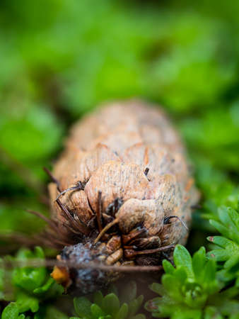 Closeup of a pine cone in a green background.の写真素材