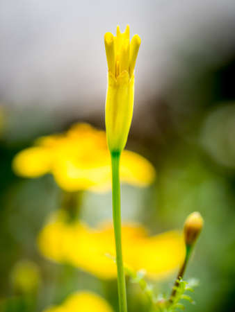 Opening yellow Marigold flower bud, with blurry background.の写真素材