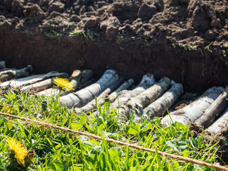 Blurry view of a permaculture trench with a Dandelion in foregroundの写真素材