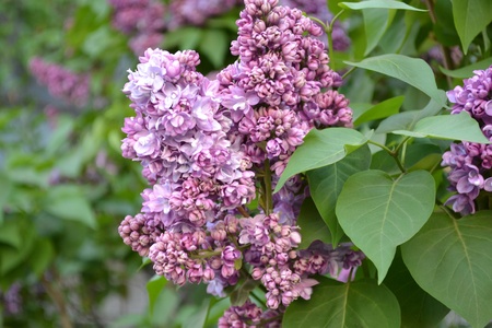 Lilac, Syringa Flowers