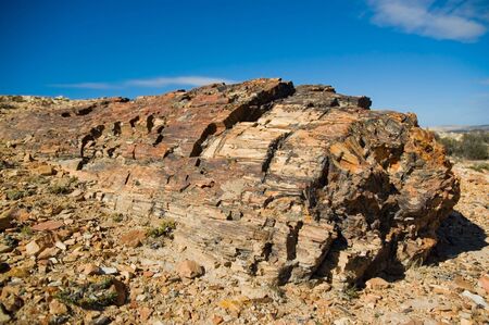 Petrified wood in Patagonia, Southern Argentina.の写真素材