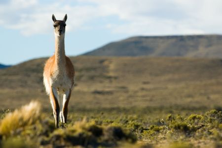 Guanaco (Lama guanicoe) in Patagonia, southern Argentina.の写真素材