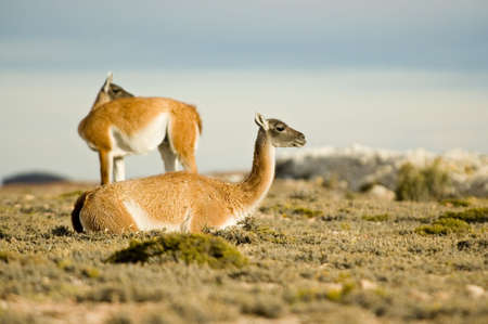 Two wild guanacoes in Patagonia, Argentinaの写真素材