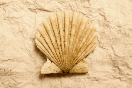 Shellfish.の写真素材