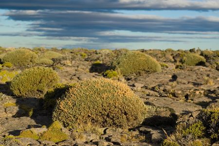 Bushes in the patagonian steppe, southern Argentina.の写真素材