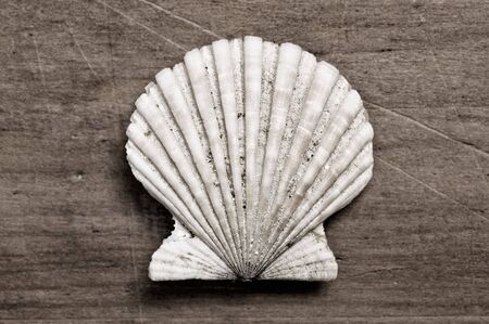 Shellfish.