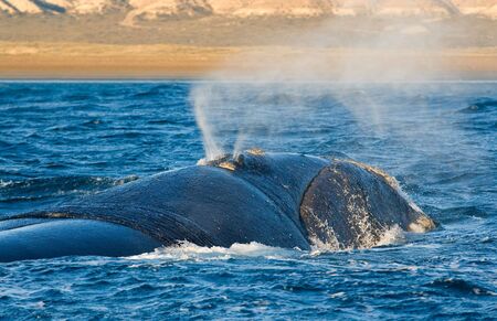 Right whale in Puerto Piramides, Peninsula Valdes, Patagonia, Argentina.の写真素材