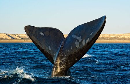 Right whale in Puerto Piramides, Peninsula Valdes, Patagonia, Argentina.の写真素材