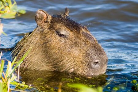 Capivara in Ibera, Argentina.の写真素材