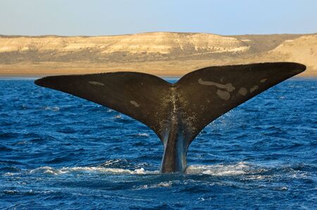 Right whale in Puerto Piramides, Peninsula Valdes, Patagonia, Argentina.の写真素材