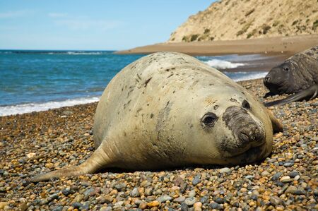 Elephant seal in Peninsula Valdes, Patagonia.の写真素材