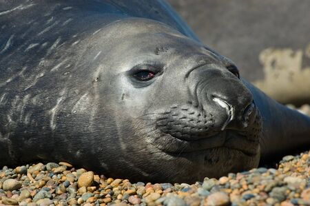 Elephant seal in the coast of Peninsula Valdes, Patagonia, Argentina.の写真素材